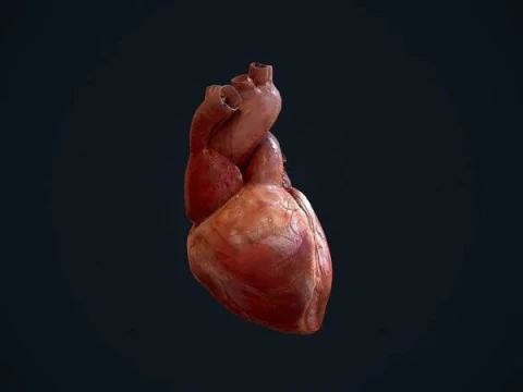 Animated Heart 3D Model
