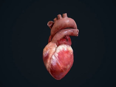 Animated Heart 3D Model