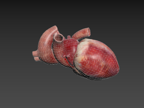 Animated Heart 3D Model