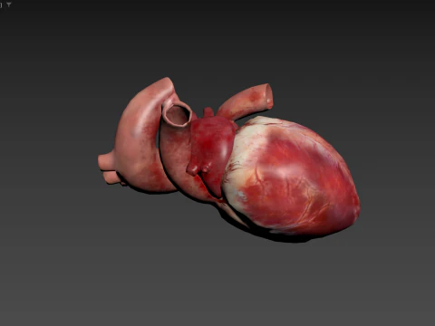 Animated Heart 3D Model
