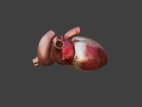Animated Heart 3D Model