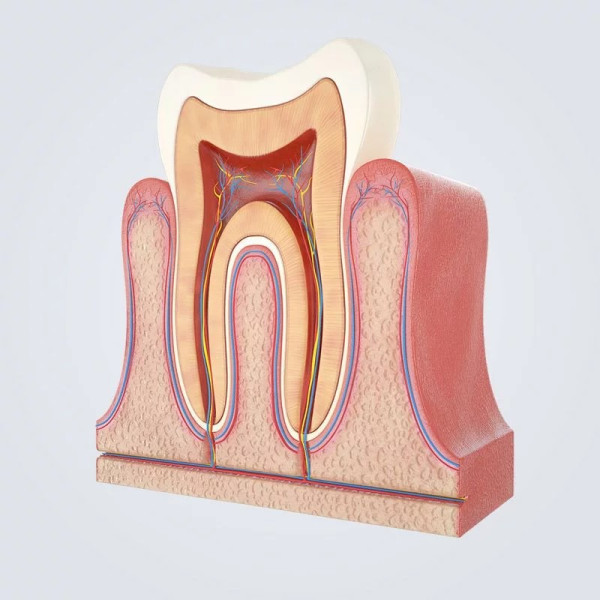 Tooth Anatomy vs Gumline 3D 모델 .c4d .max .obj .3ds .fbx .stl .blend