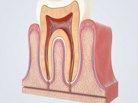 Tooth Anatomy vs Gumline 3D Model