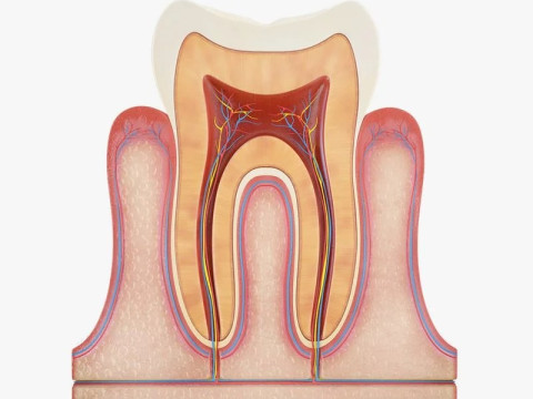 Tooth Anatomy vs Gumline 3D 모델