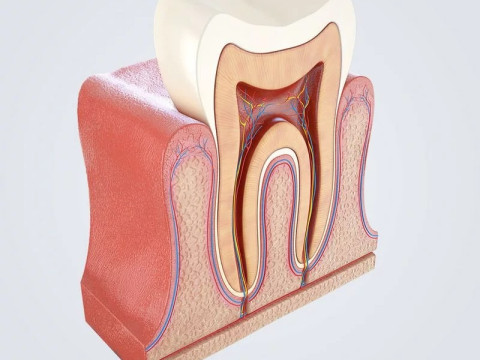 Tooth Anatomy vs Gumline 3D 모델