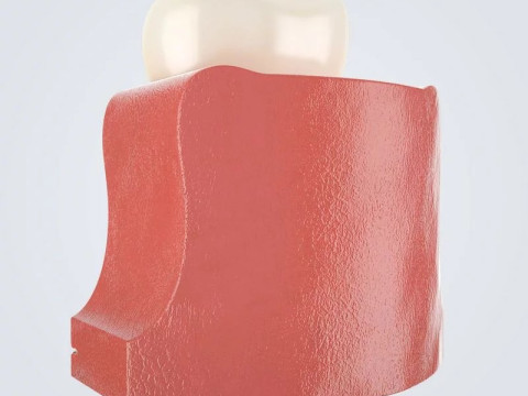 Tooth Anatomy vs Gumline 3D 모델