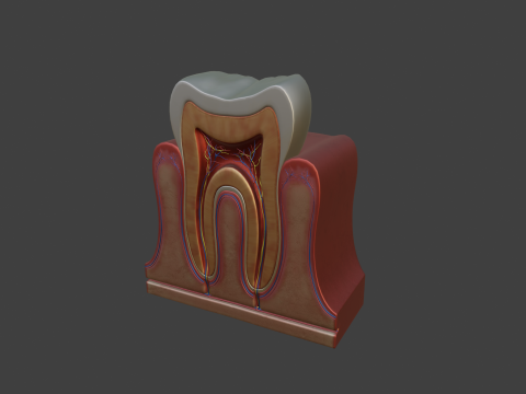 Tooth Anatomy vs Gumline 3D 모델
