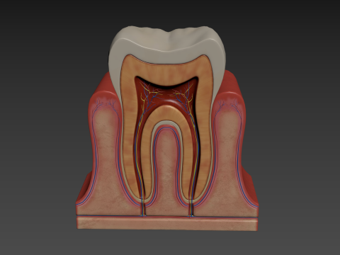 Tooth Anatomy vs Gumline 3D 모델