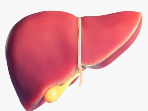 Human Liver Model 3D