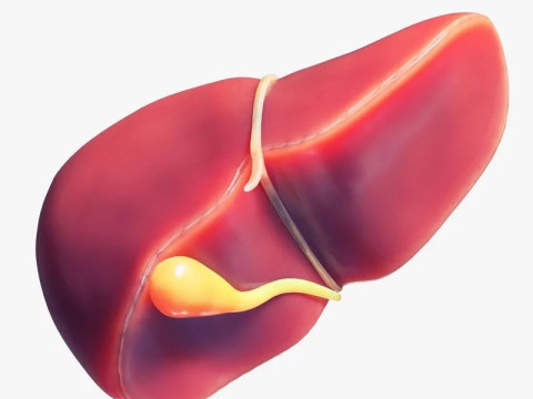 Human Liver 3D मॉडल
