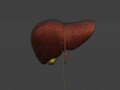 Human Liver 3D मॉडल