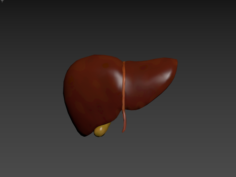 Human Liver 3D मॉडल