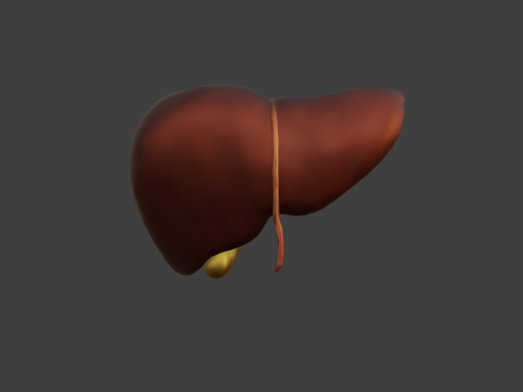 Human Liver 3D मॉडल