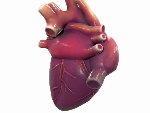 Ludzkie Serce Model 3D