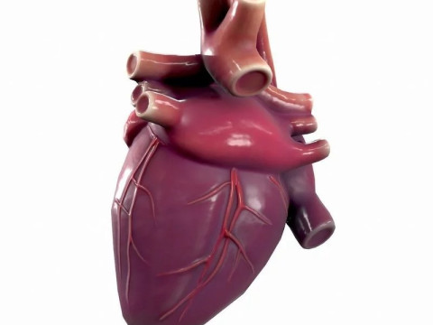 Human Heart Modèle 3D