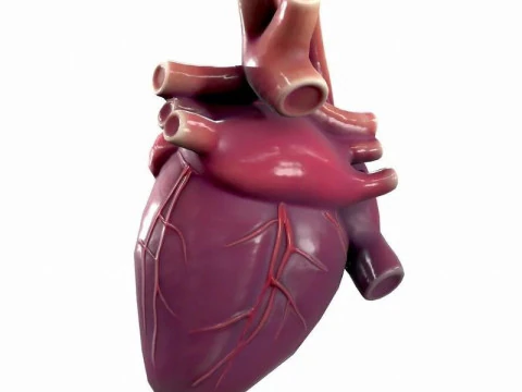 Ludzkie Serce Model 3D