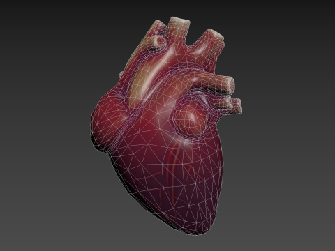 Human Heart Modèle 3D