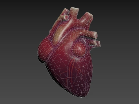 Ludzkie Serce Model 3D