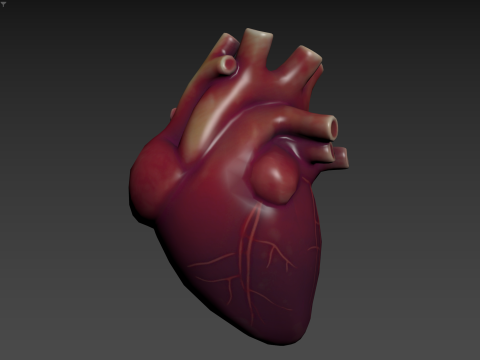Human Heart Modèle 3D