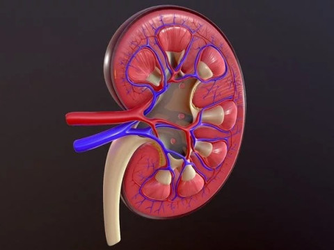 Human Kidney Modelo 3D