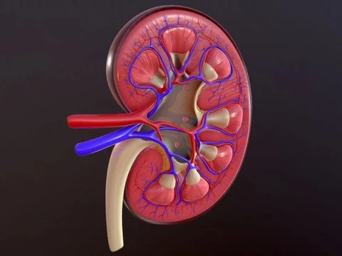 Human Kidney 3D Model