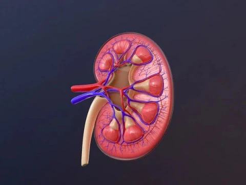 Human Kidney 3D Model