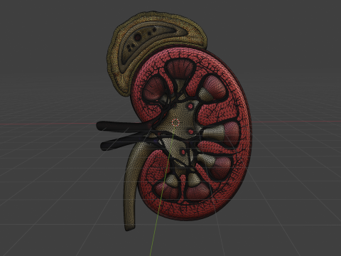 Human Kidney Modelo 3D