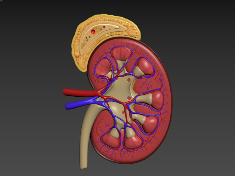 Human Kidney Modelo 3D