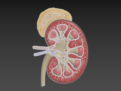 Human Kidney Modelo 3D