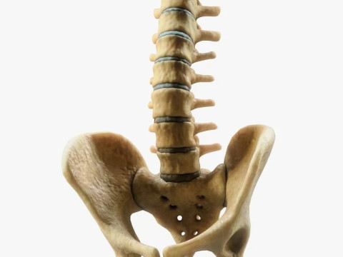 Spine Anatomy 3D Model