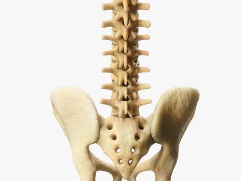 Spine Anatomy 3D Model