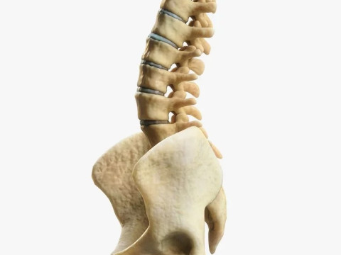 Spine Anatomy 3D Model