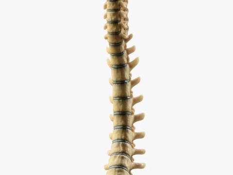 Spine Anatomy 3D Model