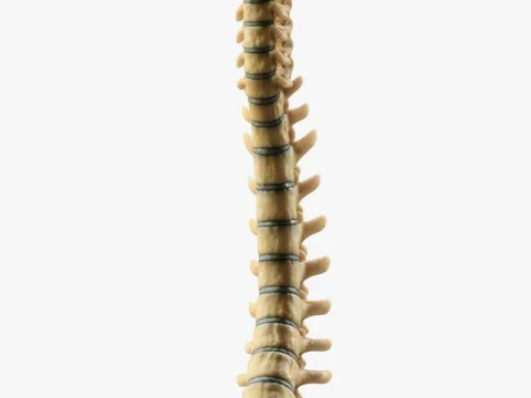 Spine Anatomy 3D Model