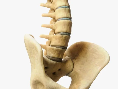 Spine Anatomy 3D Model
