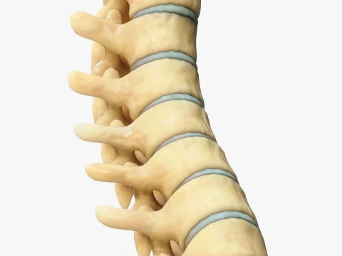 Spine Anatomy 3D Model