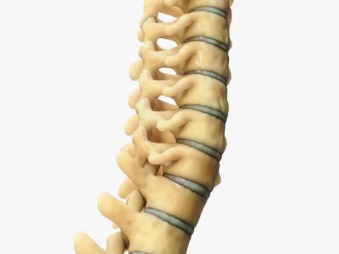 Spine Anatomy 3D Model