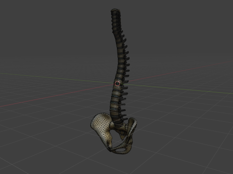 Spine Anatomy 3D Model