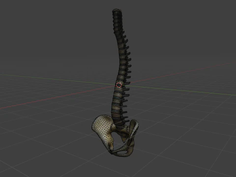 Spine Anatomy 3D Model