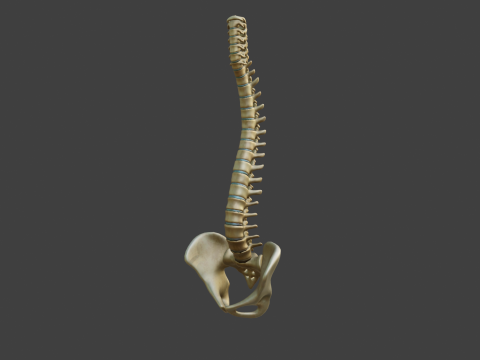 Spine Anatomy 3D Model