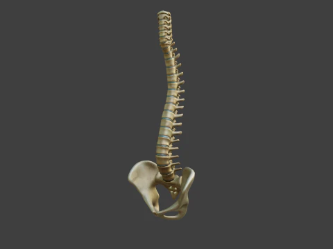 Spine Anatomy 3D Model