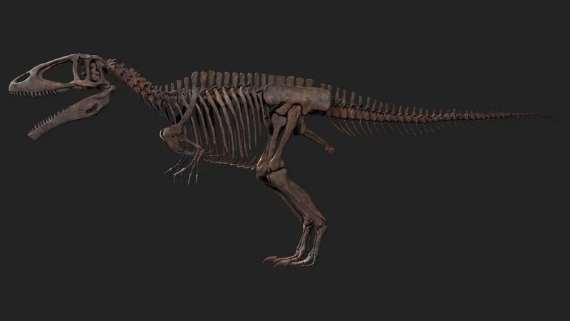 Carcharodontosaurus Skeleton Modelo 3D .c4d .max .obj .3ds .fbx .stl .blend