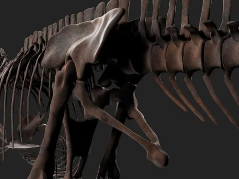 Carcharodontosaurus Skeleton 3D Model