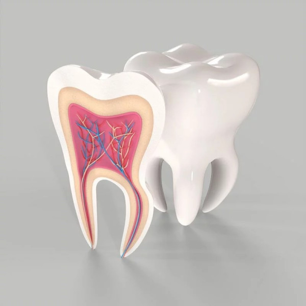 मेडिकल टूथ एनाटॉमी अनुभाग 3D मॉडल .c4d .max .obj .3ds .fbx .stl .blend 