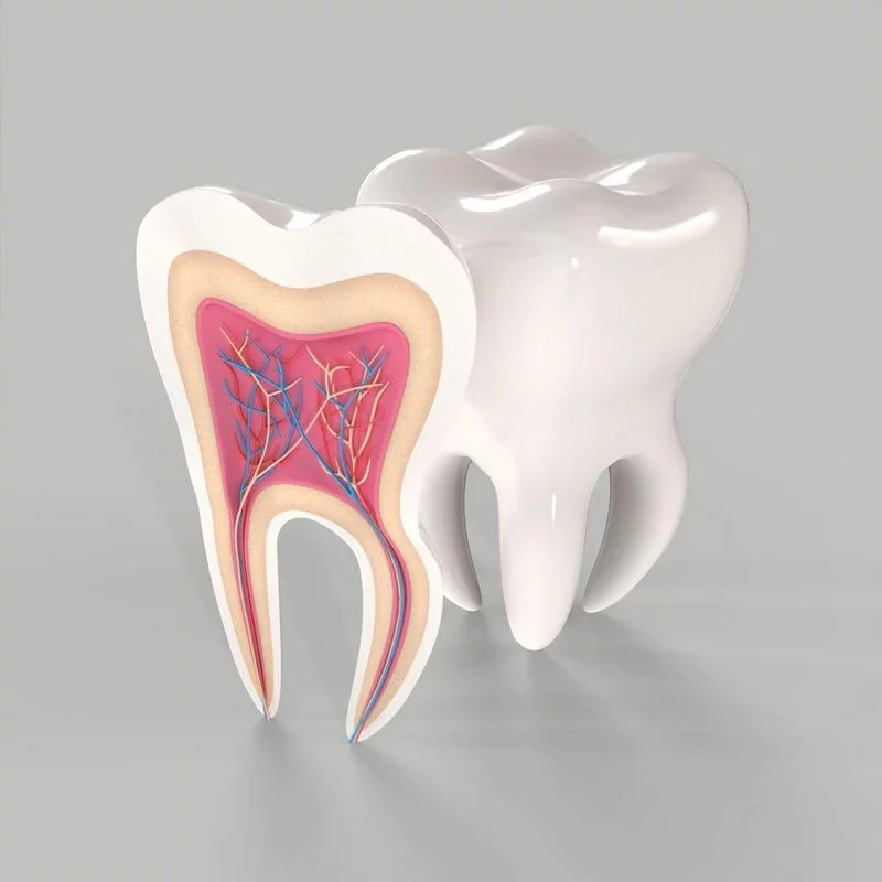 Medical Tooth Anatomy Section 3D Model .c4d .max .obj .3ds .fbx .stl .blend
