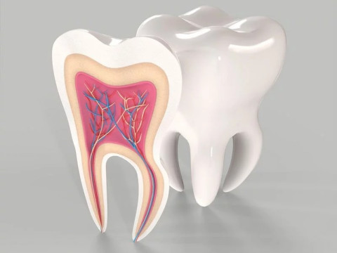 Medical Tooth Anatomy Section Modelo 3D