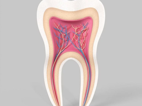 मेडिकल टूथ एनाटॉमी अनुभाग 3D मॉडल