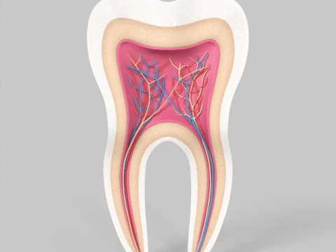 Medical Tooth Anatomy Section 3D Model