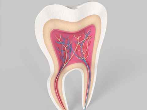 मेडिकल टूथ एनाटॉमी अनुभाग 3D मॉडल