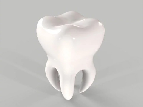 मेडिकल टूथ एनाटॉमी अनुभाग 3D मॉडल